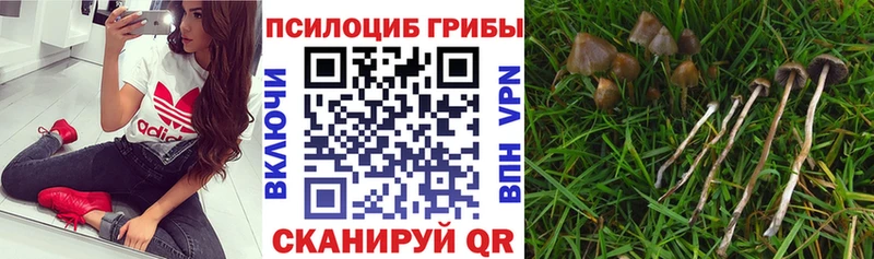 Псилоцибиновые грибы мицелий  даркнет сайт  Жуков 